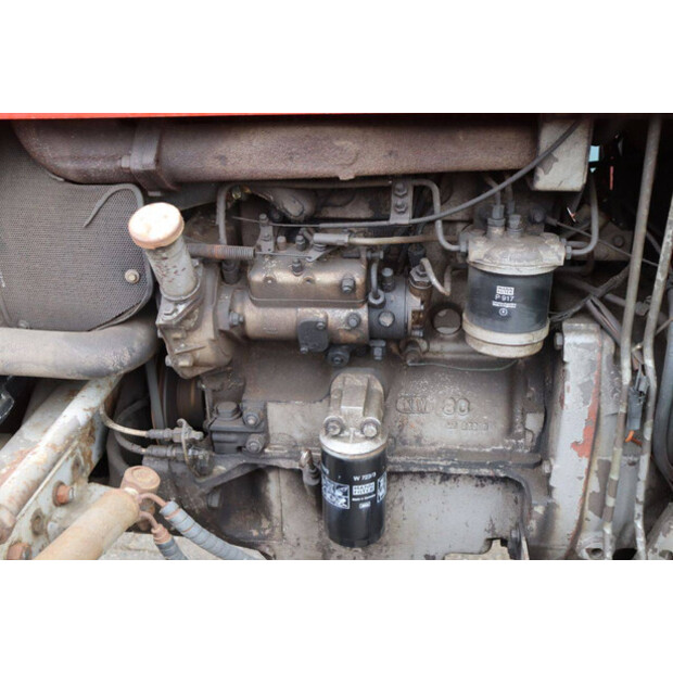 ماسي فيرغسون 550-43510915