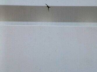 2007-man-a91-1406150-45004305