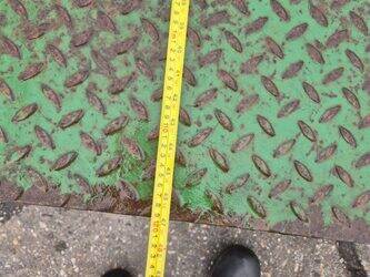 other-1409147-45118232