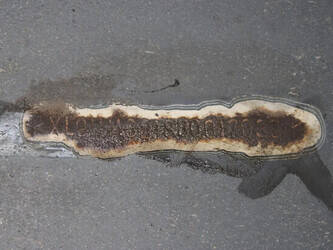 2003-van-eck-others-1428871-45818586