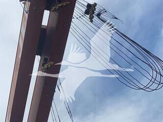 2011-jehi-mus900-46467697