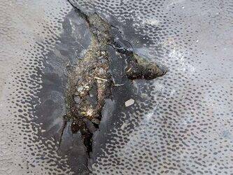 2013-renault-midlum-1440726-46474548